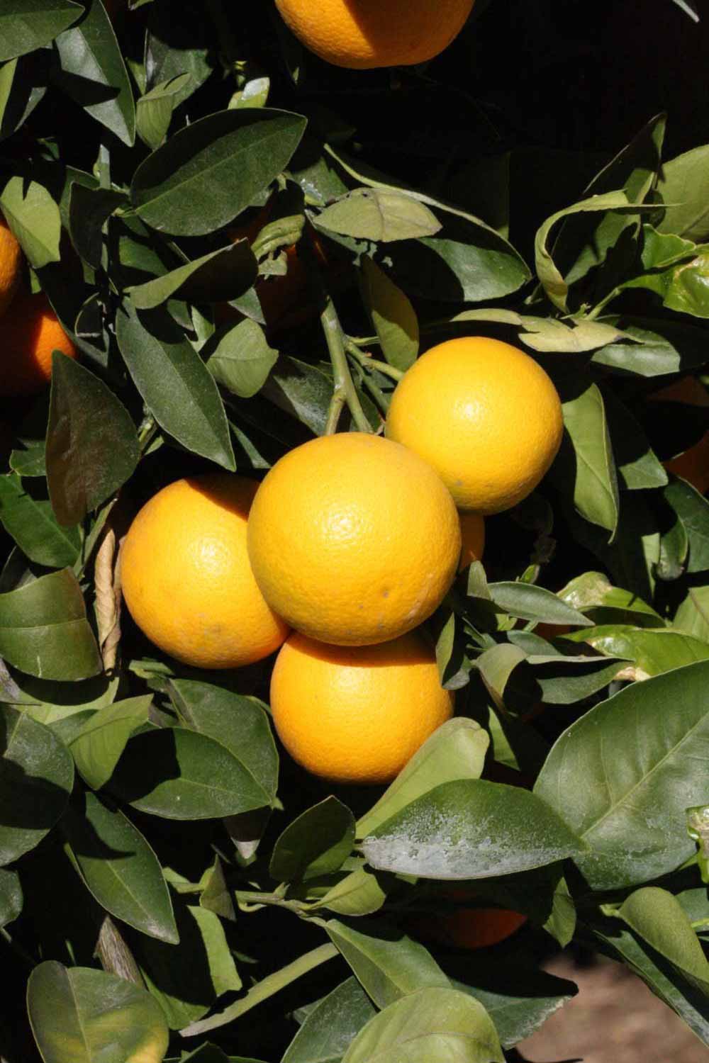              Fruit (Riverside, CA)       